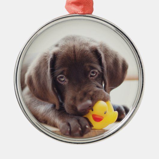 Schokolade-Labrador-Welpe mit Spielzeug-Ente Ornament Aus Metall (Vorne)