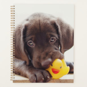 Schokolade-Labrador-Welpe mit Spielzeug-Ente Planer