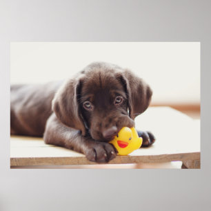 Schokolade-Labrador-Welpe mit Spielzeug-Ente Poster