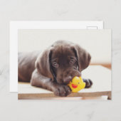 Schokolade-Labrador-Welpe mit Spielzeug-Ente Postkarte (Vorne/Hinten)