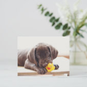 Schokolade-Labrador-Welpe mit Spielzeug-Ente Postkarte (Stehend Vorderseite)