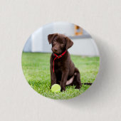 Schokolade-Labrador-Welpe mit Tennisball Button (Vorderseite)