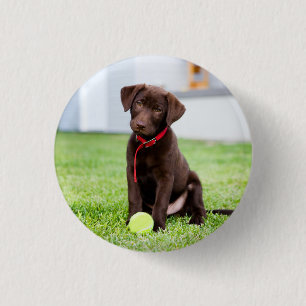 Schokolade-Labrador-Welpe mit Tennisball Button