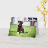 Schokolade-Labrador-Welpe mit Tennisball Karte (Gelbe Blume)