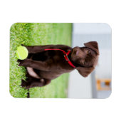 Schokolade-Labrador-Welpe mit Tennisball Magnet (Horizontal)