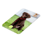 Schokolade-Labrador-Welpe mit Tennisball Magnet (Linke Seite)