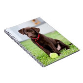Schokolade-Labrador-Welpe mit Tennisball Notizblock (Rechte Seite)