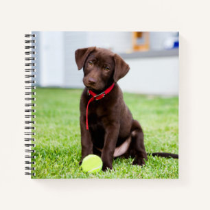 Schokolade-Labrador-Welpe mit Tennisball Notizblock