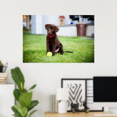 Schokolade-Labrador-Welpe mit Tennisball Poster (Heimbüro)