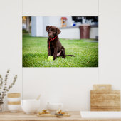 Schokolade-Labrador-Welpe mit Tennisball Poster (Küche)