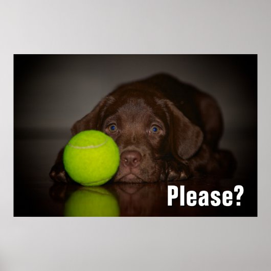 Schokolade-Labrador-Welpe mit Tennisball Poster (Vorne)