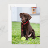 Schokolade-Labrador-Welpe mit Tennisball Postkarte (Vorne/Hinten)