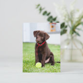 Schokolade-Labrador-Welpe mit Tennisball Postkarte (Stehend Vorderseite)