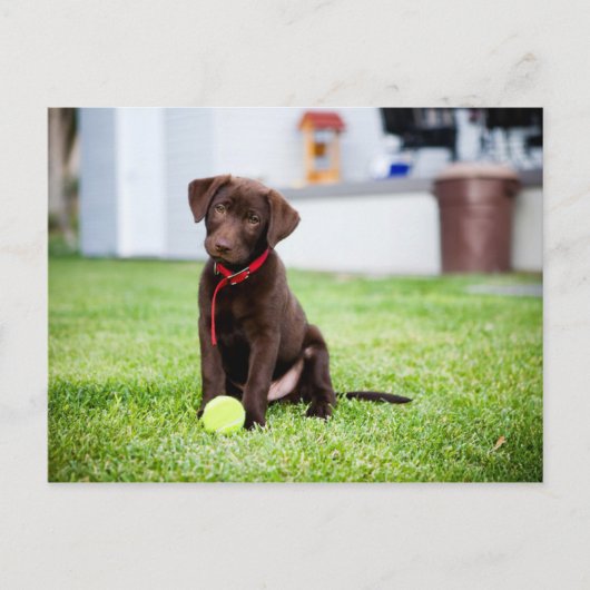 Schokolade-Labrador-Welpe mit Tennisball Postkarte (Vorderseite)