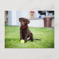 Schokolade-Labrador-Welpe mit Tennisball