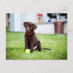 Schokolade-Labrador-Welpe mit Tennisball Postkarte