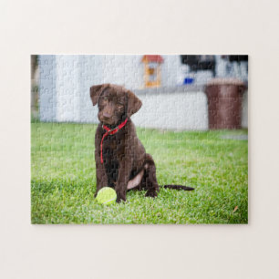 Schokolade-Labrador-Welpe mit Tennisball Puzzle