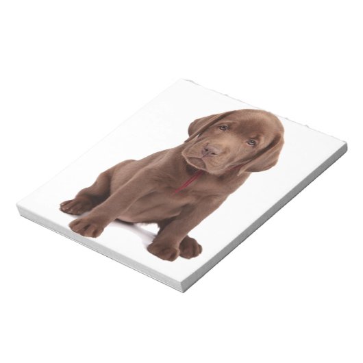 Schokolade-Labrador-Welpe Notizblock (Rotiert)