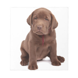 Schokolade-Labrador-Welpe Notizblock