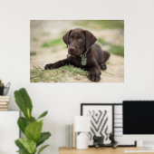 Schokolade Labrador Welpe Poster (Heimbüro)