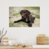 Schokolade Labrador Welpe Poster (Küche)