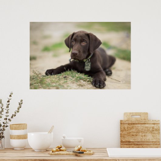 Schokolade Labrador Welpe Poster (Küche)