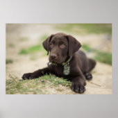 Schokolade Labrador Welpe Poster (Vorne)