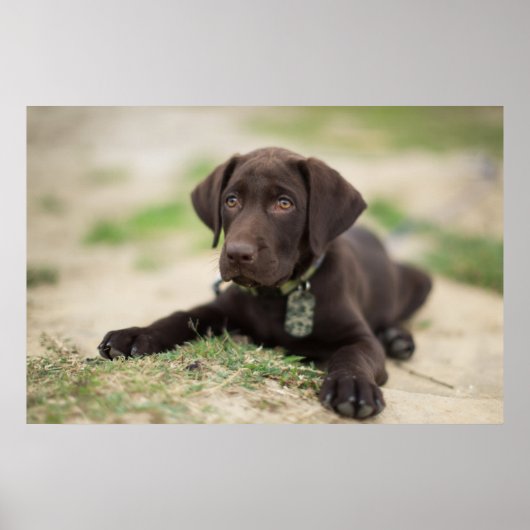Schokolade Labrador Welpe Poster (Vorne)