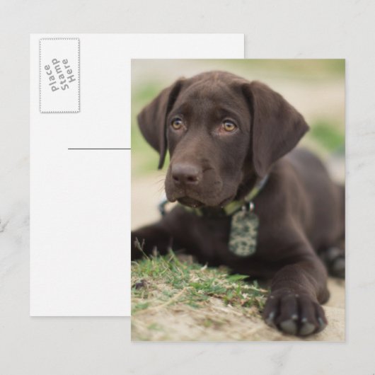 Schokolade Labrador Welpe Postkarte (Vorne/Hinten)