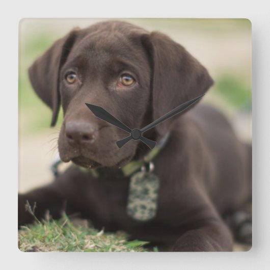 Schokolade Labrador Welpe Quadratische Wanduhr (Vorderseite)
