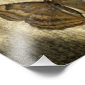 Schokolade Pansy Butterfly Fotodruck (Ecke)