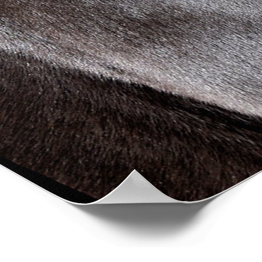 Schokolade Rocky Mountain Pferd Poster (Ecke)