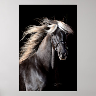 Schokolade Rocky Mountain Pferd Poster