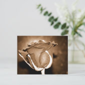 Schokolade Rose Postkarte (Stehend Vorderseite)