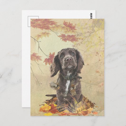 Schokolade-Spaniel-Welpe Postkarte (Vorne/Hinten)