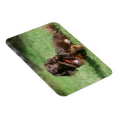 Schokolade und Tan Langhaarige Miniatur-Dackel Magnet (Rechte Seite)