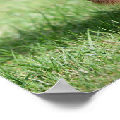 Schokolade und Tan Langhaarige Miniatur-Dackel Poster (Ecke)