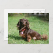 Schokolade und Tan Langhaarige Miniatur-Dackel Postkarte (Vorne/Hinten)