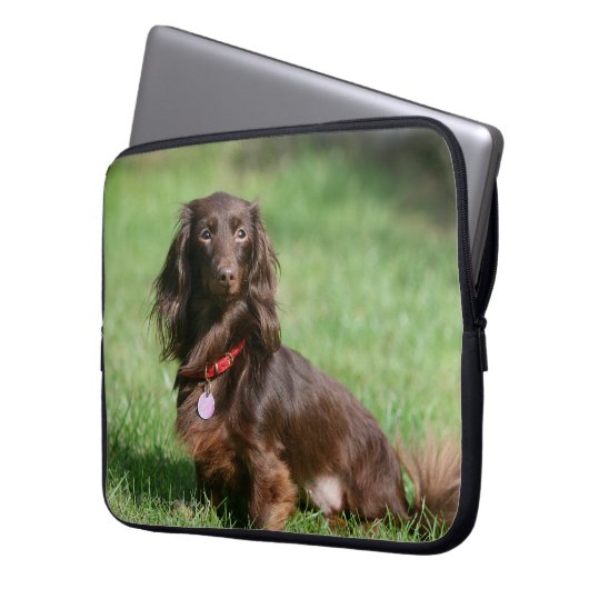 Schokolade und TANlanghaarige MiniaturDackel Laptopschutzhülle (Vorderseite Links)