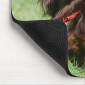 Schokolade und TANlanghaarige MiniaturDackel Mousepad (Ecke)