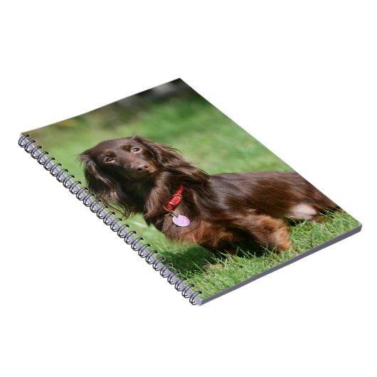 Schokolade und TANlanghaarige MiniaturDackel Notizblock (Rechte Seite)