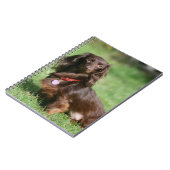 Schokolade und TANlanghaarige MiniaturDackel Notizblock (Linke Seite)