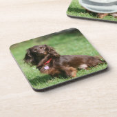 Schokolade und TANlanghaarige MiniaturDackel Untersetzer (Linke Seite)