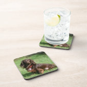 Schokolade und TANlanghaarige MiniaturDackel Untersetzer (Rechte Seite)