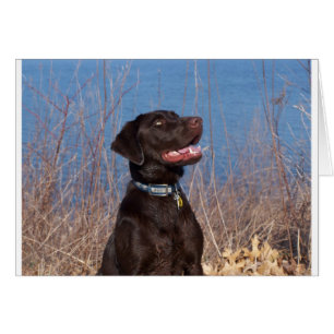 Schokoladen-Labrador