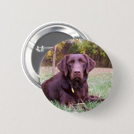 Schokoladen-Labrador Button (Vorne & Hinten)