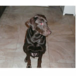 Schokoladen-Labrador! Freistehende Fotoskulptur<br><div class="desc">Liebe I mein Welpe!</div>
