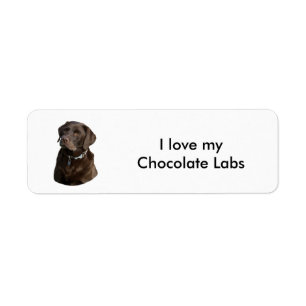 Schokoladen-Labrador-HundeFotoporträt