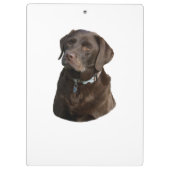 Schokoladen-Labrador-HundeFotoporträt Klemmbrett (Rückseite)