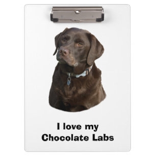 Schokoladen-Labrador-HundeFotoporträt Klemmbrett